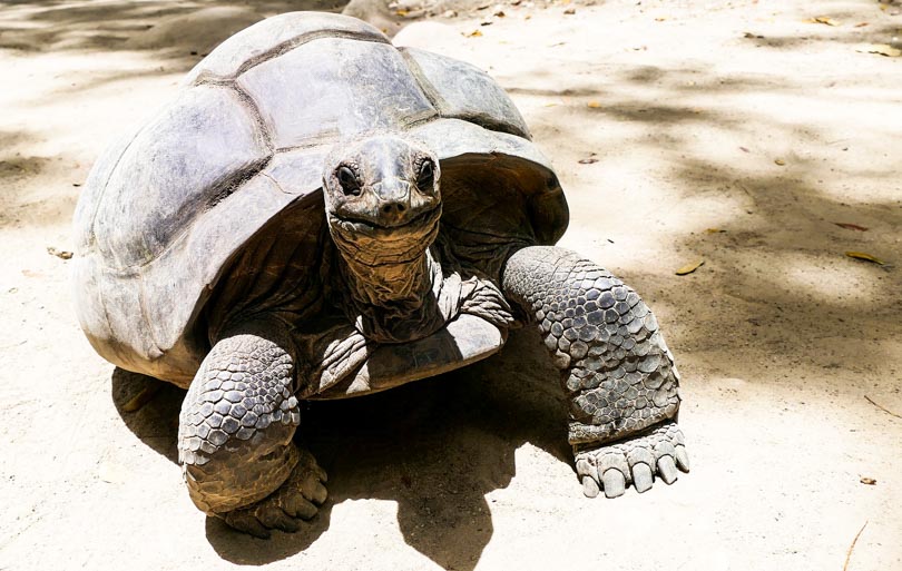 tortues géantes aux îles Seychelles